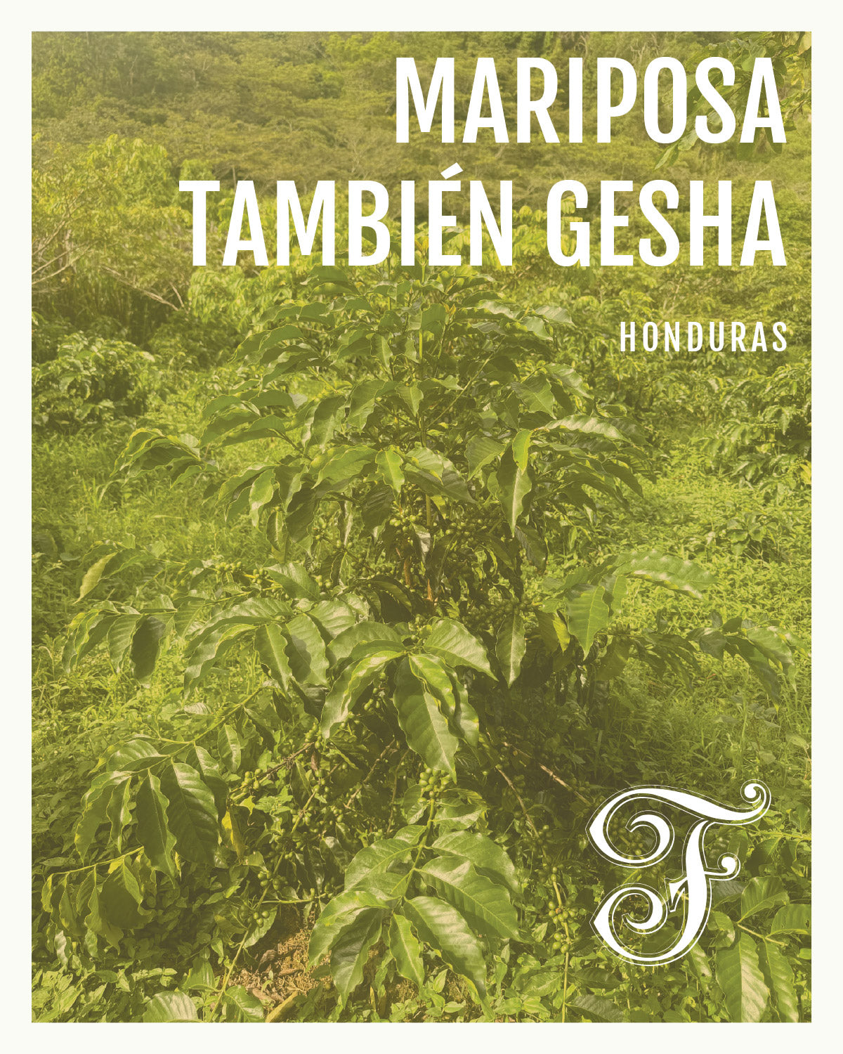 Honduras Mariposa También Natural Gesha