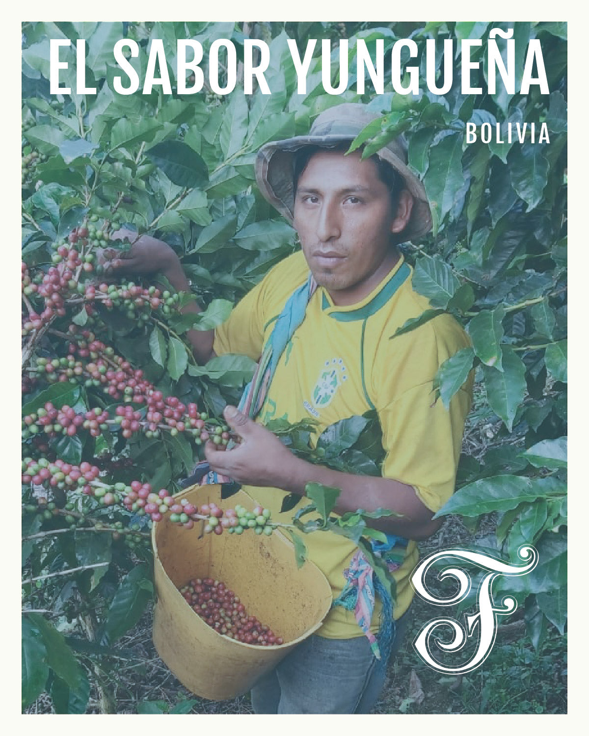 Man picking coffee beans from a tree with 'El Sabor Yungueña Bolivia' branding.
